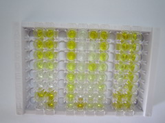ELISA Kit for Corticosterone (Cort)