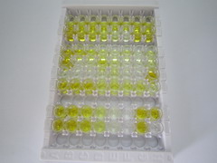 ELISA Kit for Immunoglobulin G (IgG)