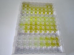 ELISA Kit for Immunoglobulin G (IgG)