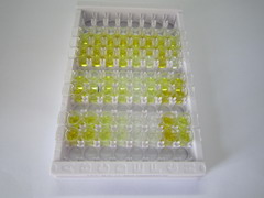 ELISA Kit for Cholecystokinin (CCK)