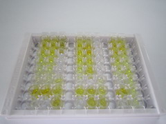 ELISA Kit for Cholecystokinin 8 (CCK8)