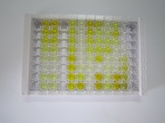 ELISA Kit for Galanin (GAL)