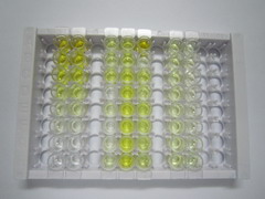 ELISA Kit for Apelin 36 (AP36)