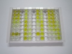 ELISA Kit for Inositol Triphosphate (IP3)