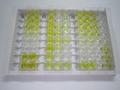 ELISA Kit for Immunoglobulin G2a (IgG2a)