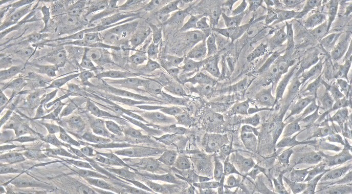 Primary Rat Adrenal Cortical Cells (ADCC)