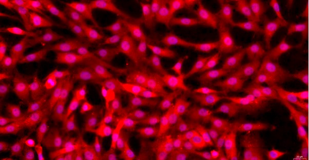 Primary Feline Articular Chondrocytes (AC)