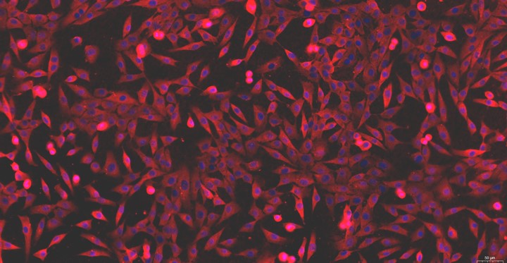 Primary Cavia Articular Chondrocytes (AC)