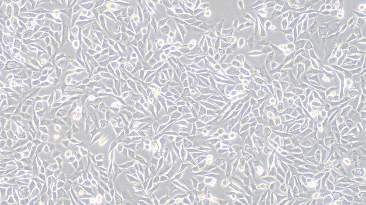 Primary Cavia Articular Chondrocytes (AC)