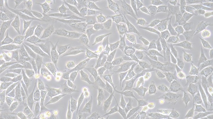 Primary Cavia Articular Chondrocytes (AC)