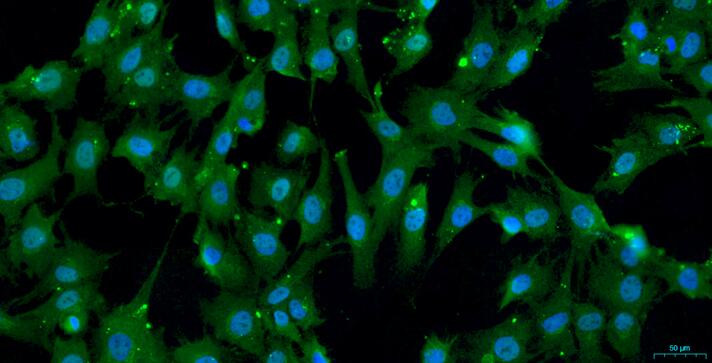 Primary Caprine Myocardial Cells (MC)