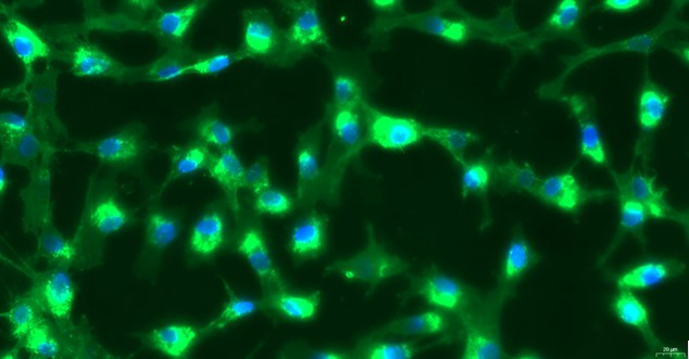 Primary Feline Myocardial Cells (MC)