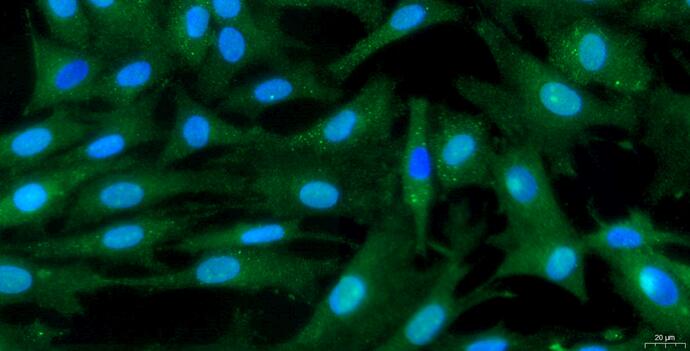 Primary Caprine Annulus Fibrosus Cells (AFC)