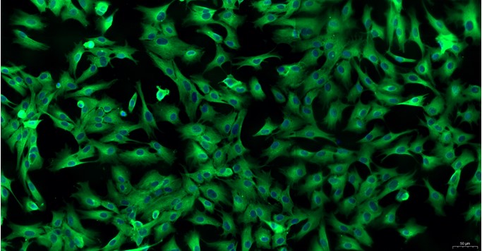 Primary Cavia Annulus Fibrosus Cells (AFC)
