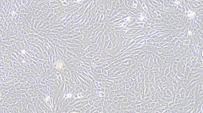 Primary Cavia Annulus Fibrosus Cells (AFC)