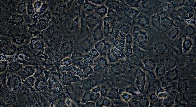 Primary Mouse Annulus Fibrosus Cells (AFC)