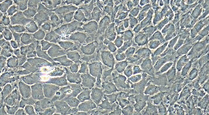 Primary Rabbit Annulus Fibrosus Cells (AFC)