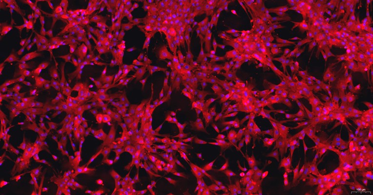 Primary Canine Umbilical Mesenchymal Stem Cells (UMSC)
