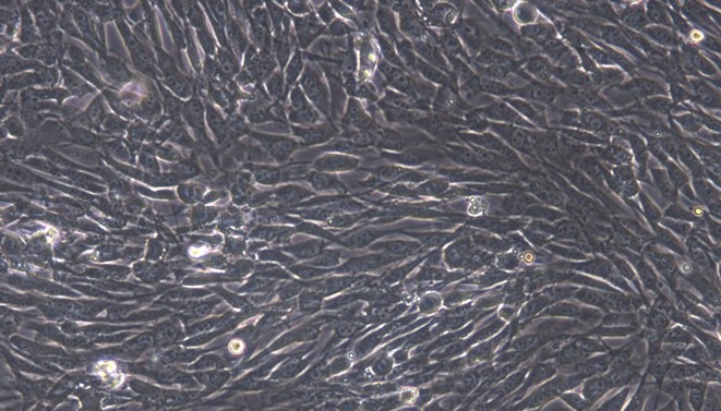 Primary Cavia Subcutaneous Preadipocytes (SPrAD)