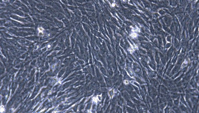 Primary Feline Pulmonary Fibroblasts (PF)