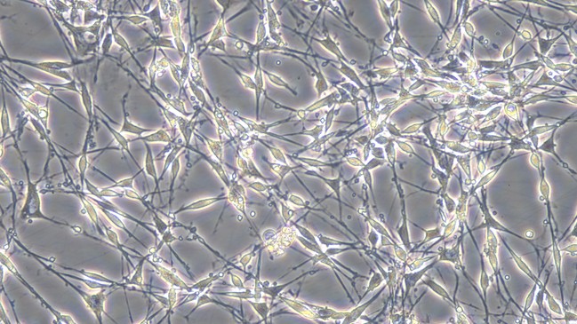 Primary Mouse Schwann Cells  (SC)