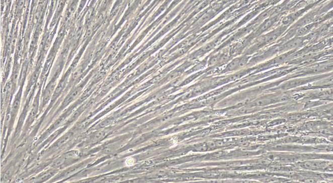 Primary Feline Uterine Smooth Muscle Cells (USMC)