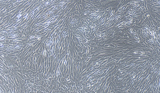 Primary Feline Meningeal Cells (MC)