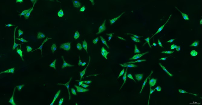 Primary Rat Microglia Cells (MC)