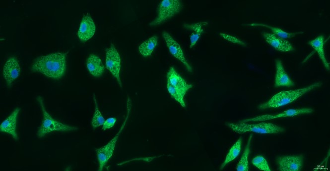 Primary Rat Microglia Cells (MC)