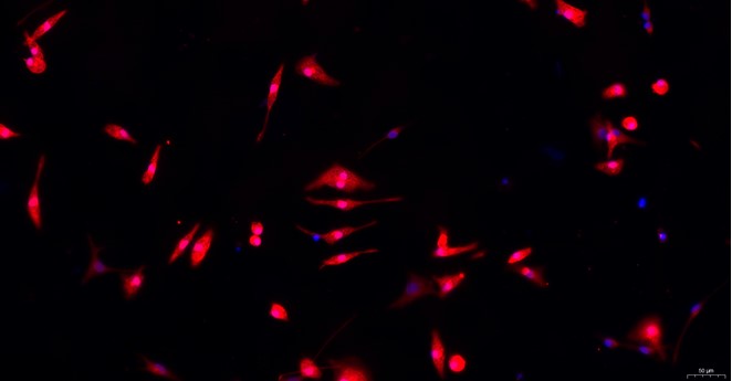 Primary Rat Microglia Cells (MC)