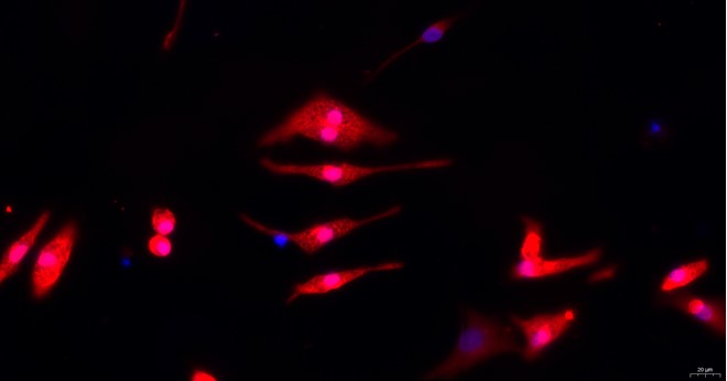 Primary Rat Microglia Cells (MC)