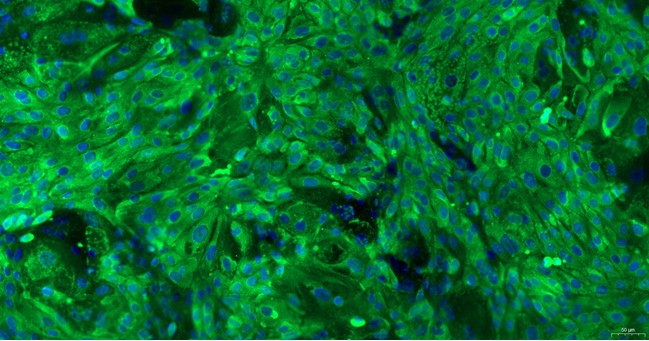 Primary Feline Urethral Epithelial Cells (UrEC)