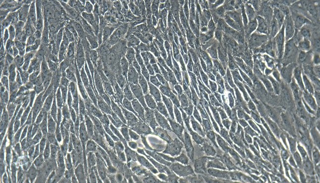 Primary Feline Urethral Epithelial Cells (UrEC)