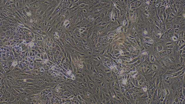 Primary Canine Renal Cortical Epithelial Cells (RCEC)