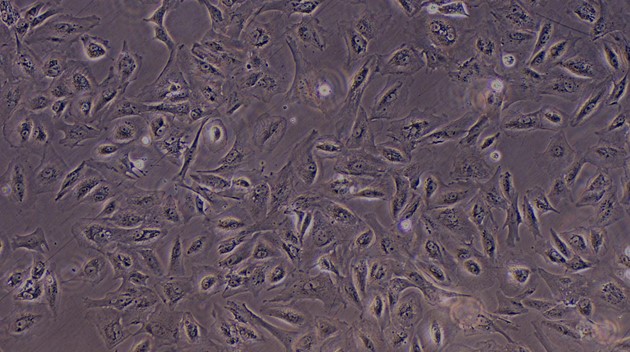 Primary Canine Renal Cortical Epithelial Cells (RCEC)
