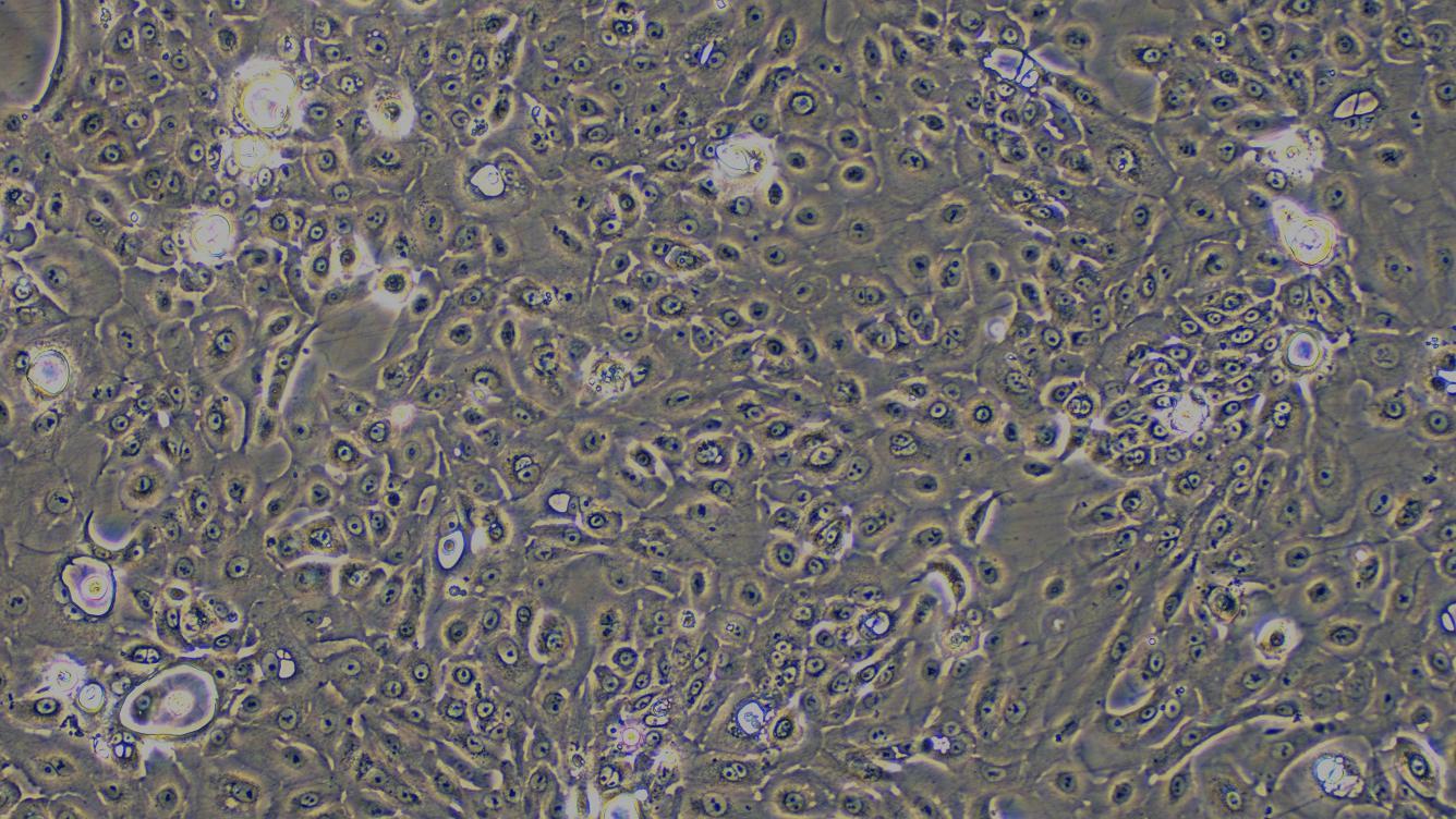 Primary Rabbit Tracheal Epithelial Cells (TEC)