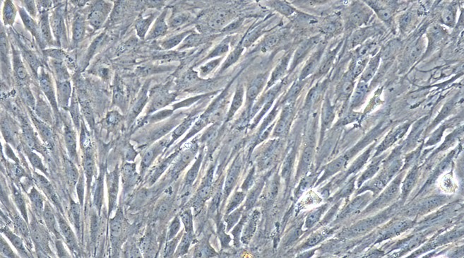 Primary Rat Periodontal Ligament Fibroblasts (PDLF)