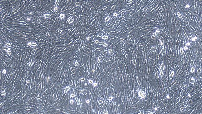Primary Feline Splenic Fibroblasts (SF)