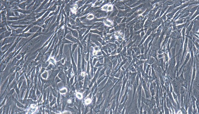 Primary Feline Splenic Fibroblasts (SF)