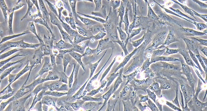 Primary Canine Cardiac Fibroblasts (CF)