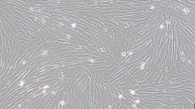 Primary Porcine Cardiac Fibroblasts (CF)