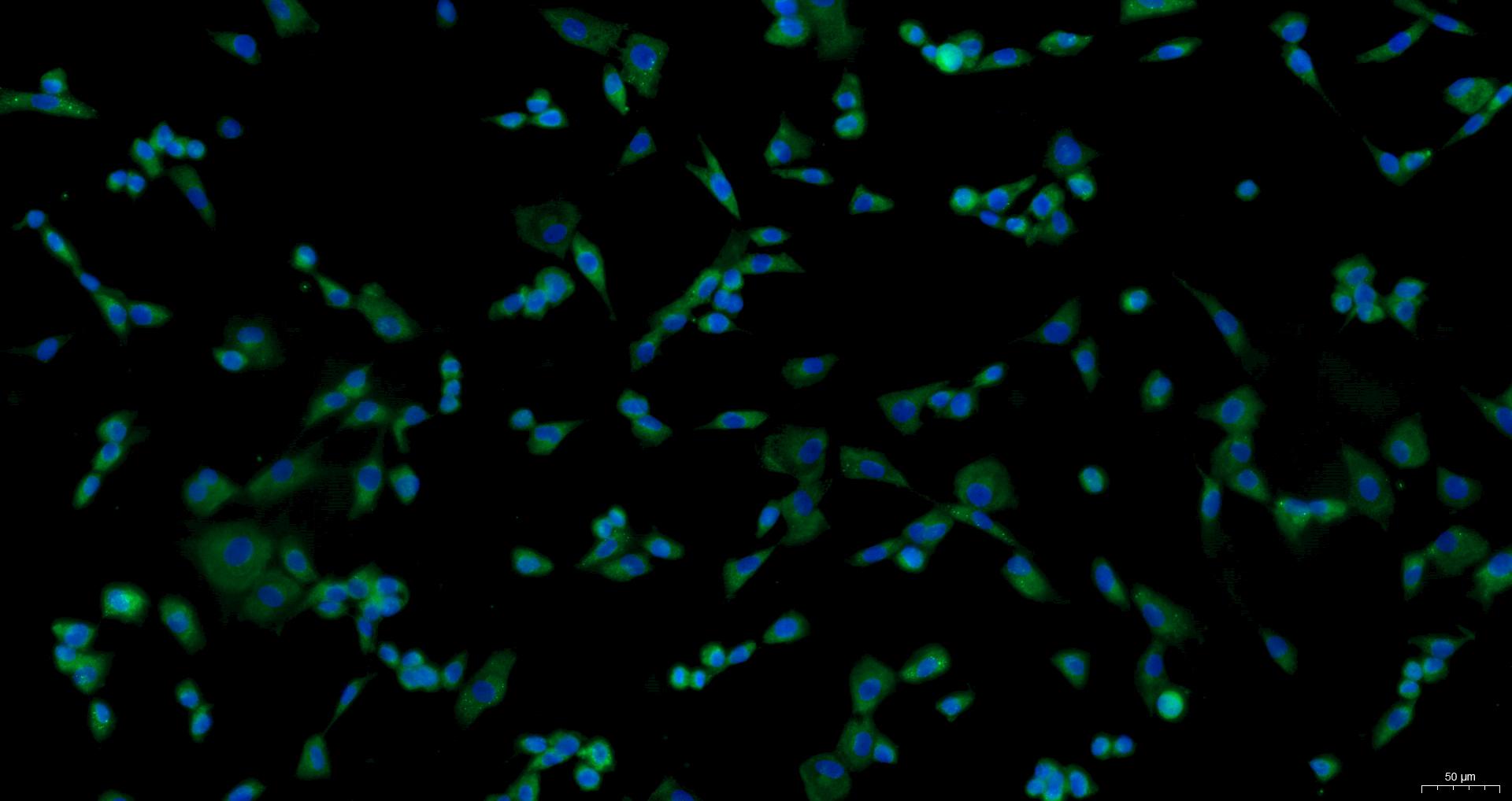 Primary Canine Osteoblasts (OB)