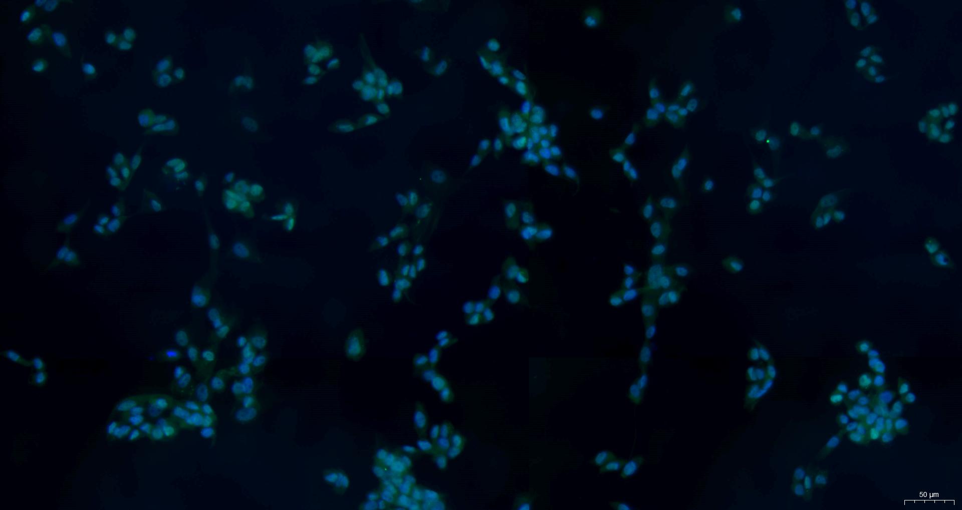 Primary Canine Osteoblasts (OB)