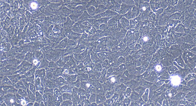 Primary Caprine Esophageal Epithelial Cells (EEC)