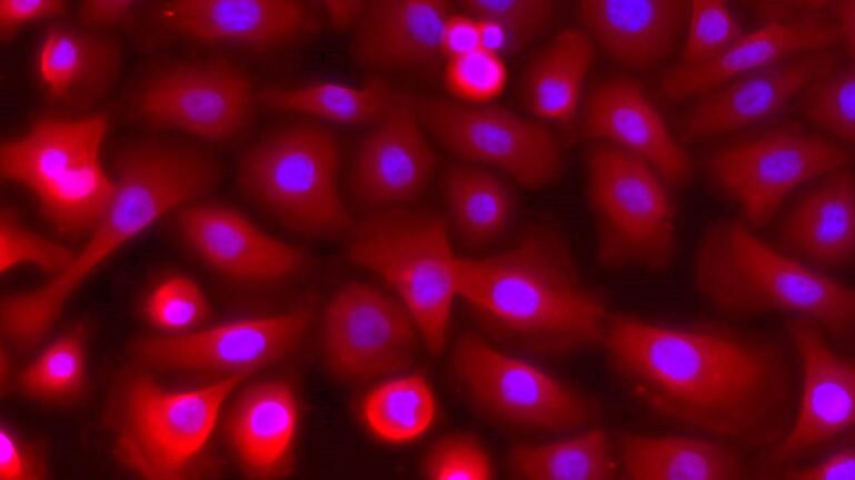 Primary Caprine Esophageal Epithelial Cells (EEC)