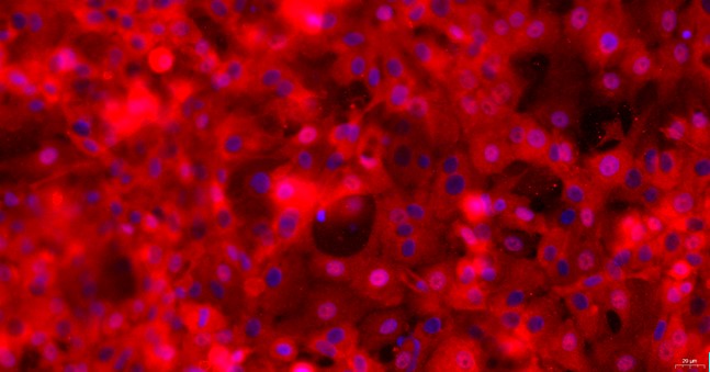 Primary Feline Esophageal Epithelial Cells (EEC)