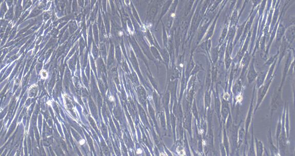 Primary Canine Gastric Smooth Muscle Cells (GSMC)