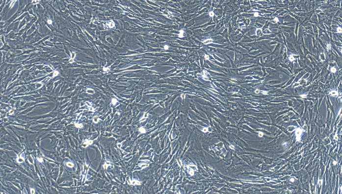 Primary Mouse Gastric Smooth Muscle Cells (GSMC)