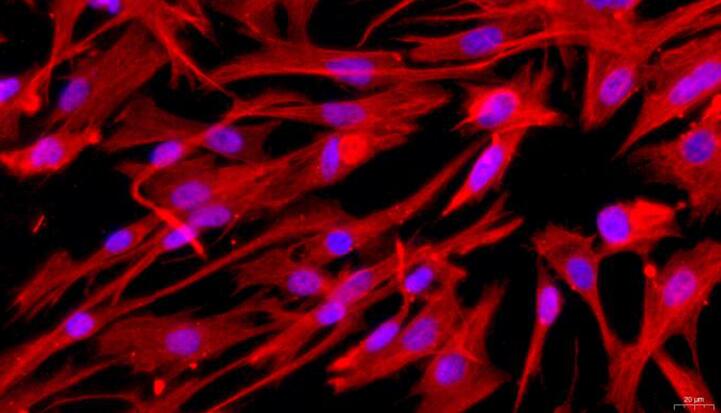 Primary Rabbit Gastric Smooth Muscle Cells (GSMC)