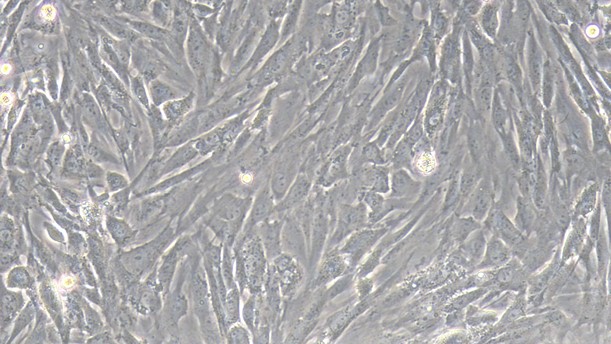 Primary Mouse Sertoli Cells (SEC)